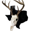 European State Skull Mount hanger - State: Wyoming