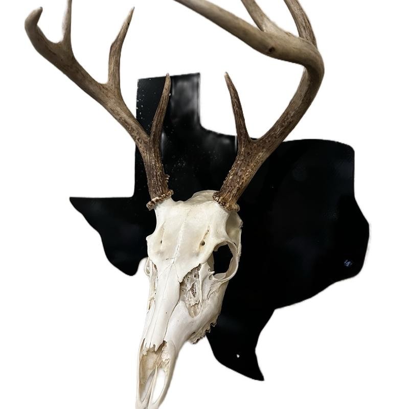European State Skull Mount hanger - State: Wyoming