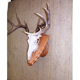 The Taxidermists Woodshop Solid Oak Arrowhead European Skull Mount Pedestal Plaque