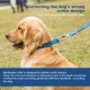 Dazzber Martingale Collar, Medium, Royal Blue, Neck 14 Inch -21