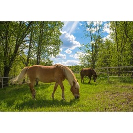 AOFOTO 7x5ft Horses in Paddock Backdrop Equestrian Rural Turkey Farm Photography Background Spring Pasture Scenery Meadow Summer Countryside Fence Blue Sky Rustic Rider Derby Party Photo Studio Props