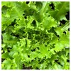 Everwilde Farms - 1 Oz Green Curled Ruffec Endive Seeds