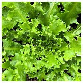 Everwilde Farms - 1 Oz Green Curled Ruffec Endive Seeds - Gold Vault