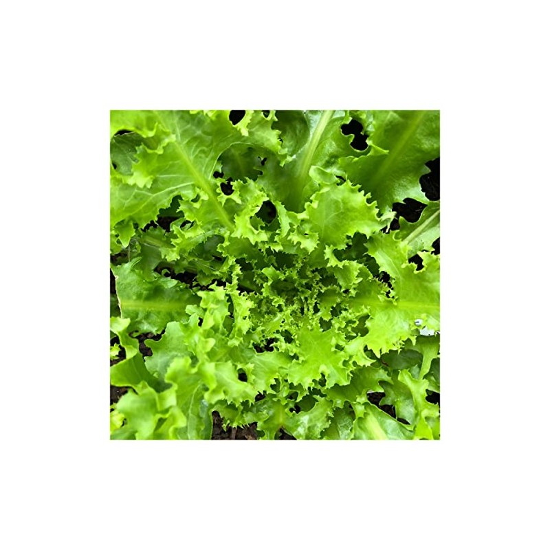 Everwilde Farms - 1 Oz Green Curled Ruffec Endive Seeds