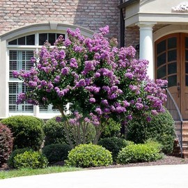 Crape Myrtle Catawba | 2 Extra Large 3 Gallon Plants I Purple Flowering Lavender-Purple Summer Blooms, Drought-Resistant Live Tree