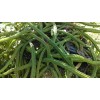 Cactus Night Blooming Cereus Cactus 5 ROOTED Cacti Easy to