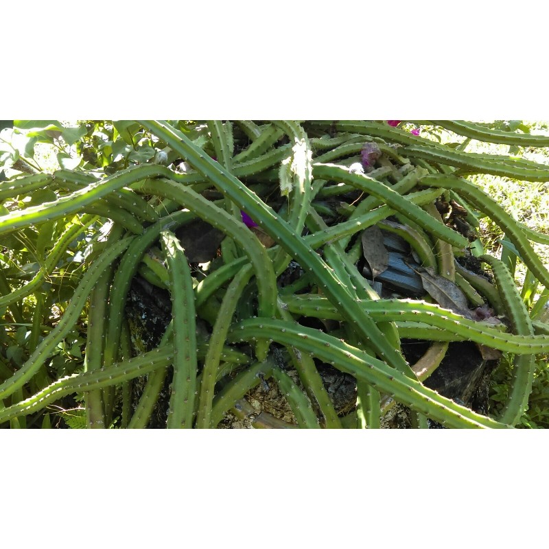 Cactus Night Blooming Cereus Cactus 5 ROOTED Cacti Easy to