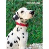 Tuff Pupper Heavy Duty Dog Collar with Handle | Ballistic
