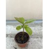 Avocado Tree 10” With Pot Live Plant Ready To Plant