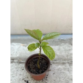 Avocado Tree 10” With Pot Live Plant Ready To Plant