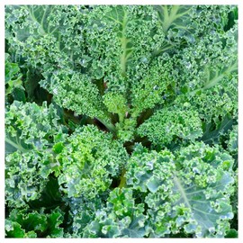 Everwilde Farms - 1/4 Lb Dwarf Blue Curled Scotch Kale Seeds - Gold Vault