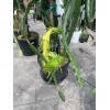 Cactus 30 Organic Dragon Fruit cuttings 8-14 inches long check