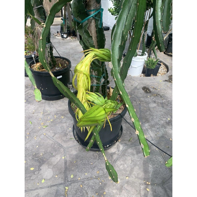 Cactus 30 Organic Dragon Fruit cuttings 8-14 inches long check
