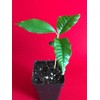 yunakesa Caimito Purple Star Apple Chrysophyllum cainito Seedling Plant Potted