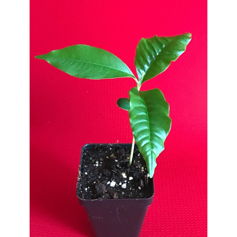 yunakesa Caimito Purple Star Apple Chrysophyllum cainito Seedling Plant Potted
