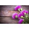 1 x Purple Scottish Thistle Flower Garden Black Ballpoint Pen