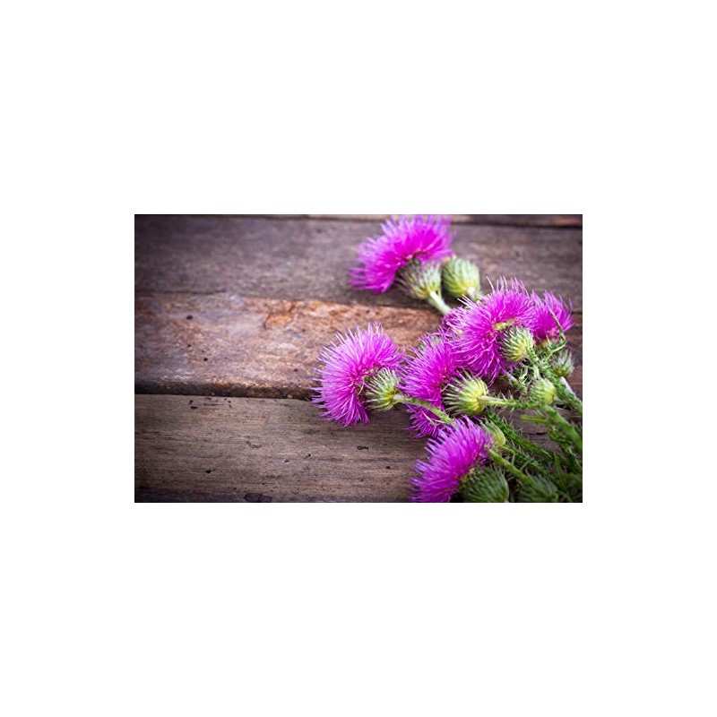1 x Purple Scottish Thistle Flower Garden Black Ballpoint Pen