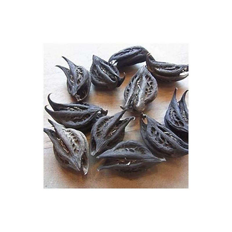 EcoVista Devil's Claw | Natural Herbal Remedy | 8oz Premium