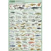 Feenixx Publishing Laminated Fish Educational Chart Print Poster 24x36