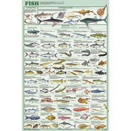 Feenixx Publishing Laminated Fish Educational Chart Print Poster 24x36
