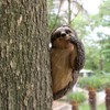Garden Peeker Sloth Sculptures Lovely Innovative Simulation Resin Waterproof Lasting