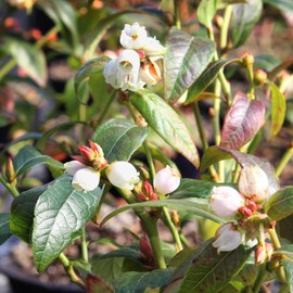 Brussel's Bonsai Live Dwarf Blueberry Bonsai Tree - Small, 4 Years, 6 to 8 Inches Tall - Outdoor Live Bonsai Tree with Ceramic Bonsai Pot