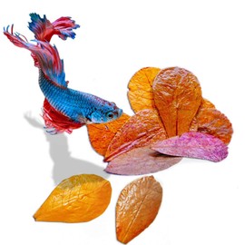 SunGrow Betta Leaves, Beneficial Indian Almond Leaves for Overall Development (Small (2 inch, 50 Pack))