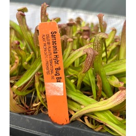Sarracenia 'Bug Bat' - Red‑Hooded Carnivorous Pitcher Plant- Sarracenia Hybrid - Live Plant