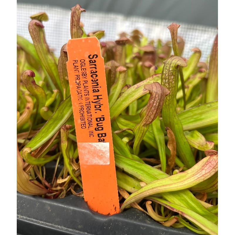 Sarracenia 'Bug Bat' - Red‑Hooded Carnivorous Pitcher Plant- Sarracenia Hybrid -