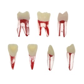 7Pcs Dental Endodontic Root Canal RCT Practice Endo Teeth Tooth Model Pulp study (Mix)