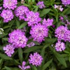 Candytuft Seeds - Rose Cardinal - Packet - Pink/Purple Flower