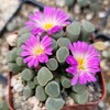 Fairy Elephant's Feet - Frithia Pulchra Cacti Cactus Succulent Real