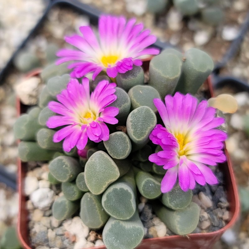 Fairy Elephant's Feet - Frithia Pulchra Cacti Cactus Succulent Real