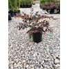 Plum Delight Loropetalum - Live Plant - (2.5 QT)