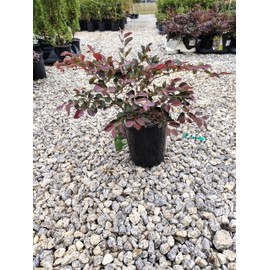Plum Delight Loropetalum - Live Plant - (2.5 QT)