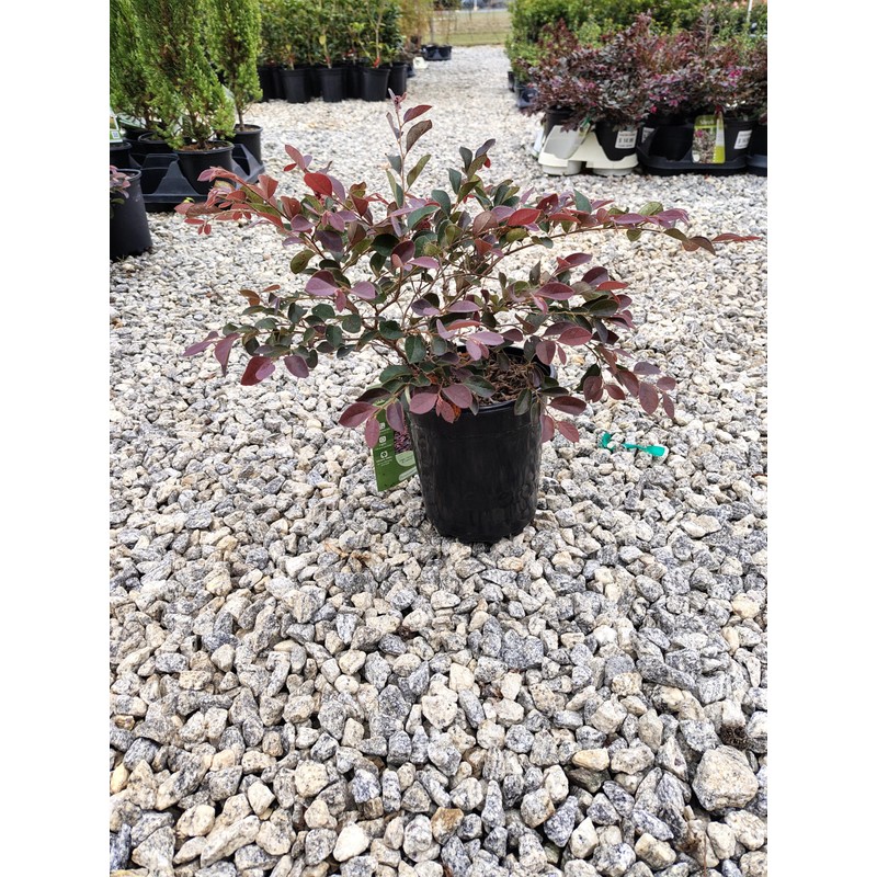 Plum Delight Loropetalum - Live Plant - (2.5 QT)