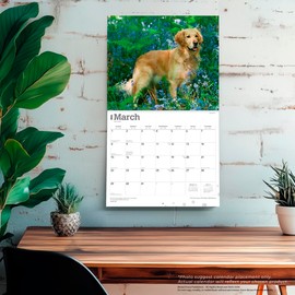 For the Love of Golden Retrievers | 2026 14 x 24 Inch (Hanging) Monthly Deluxe Wall Calendar | Foil Stamped Cover | Plastic-Free | BrownTrout | Animal Dog Breeds