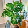 Dimpoo 48 Inch Moss Pole Monstera Plant Support, Coir Moss