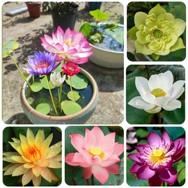 Jardinpatio 20pcs Lotus Seeds for Planting Water Features - Mixed Bowl Lotus Flower Seeds - Outdoor Pond Aquatic Plants