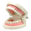 Teeth Model Teeth Model Teaching Teaching Model Small Model for