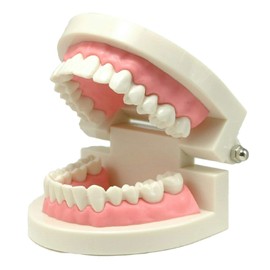 Teeth Model Teeth Model Teaching Teaching Model Small Model for Learning