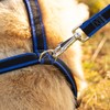 Ferplast ERGOCOMFORT GM Ergonomic Dog Lead - Secure Grip with