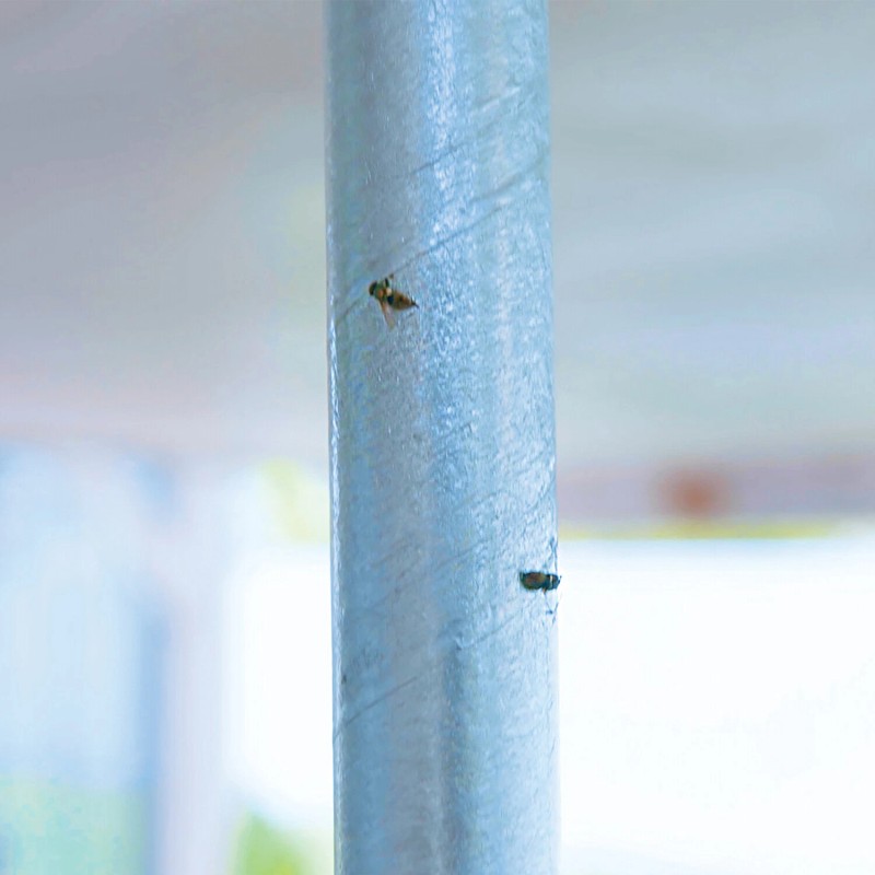 Raid® RAID 2PKFSTIK-RAID Jumbo Fly Stick (2 Pack) - 2