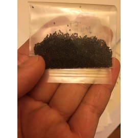 1g Red Holy Basil Seeds (2,000+seeds), กะเพราแดง