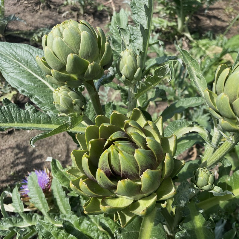 PREMIER SEEDS DIRECT - Artichoke Italian – Green Globe -