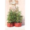 Haxnicks Patio Planter Tomato 2Pcs