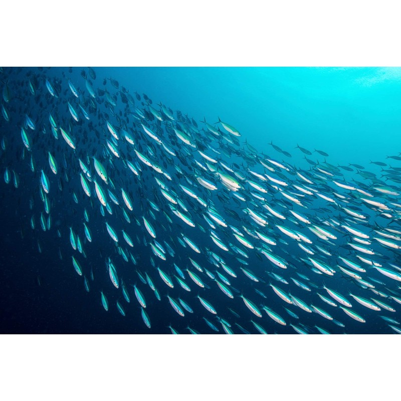 Season Mackerel in Water - Skinless & Boneless, No Salt