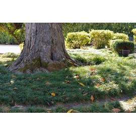 Mondo Grass | 15 Live 4 Inch Pots | Ophiopogon Japonicus | Durable Ground Cover | Shade Tolerant Landscaping Plants