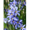 Blue Eye Grass Wild Flower Plants Qty 2 ( Sisyrinchium