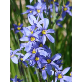 Blue Eye Grass Wild Flower Plants  Qty 2   ( Sisyrinchium angustifolium )